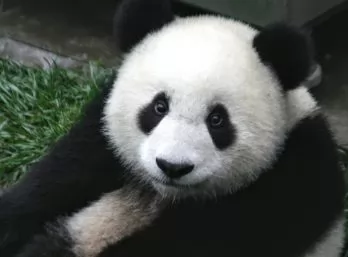 Paquete - ENCUENTRO CON OSOS PANDAS - Circuito en CHINA (C)