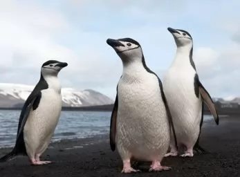 Paquete - BALLENAS Y PINGUINOS (CE)