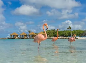 Paquete - ARUBA (TKT)