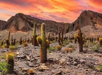 Paquete - NORTE ARGENTINO   -   Norte Soñado (Z)