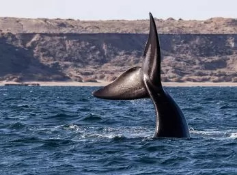 Paquete - PUERTO MADRYN (Z)
