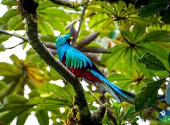 Paquete - COSTA RICA ENCANTADORA con ALQUILER DE AUTO  -  Circuito (Paa)
