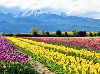 Paquete - BARILOCHE, BOLSON, TULIPANES (W)