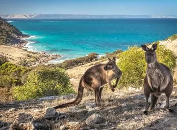 Paquete - NUEVA ZELANDA & AUSTRALIA  -  Salida Grupal (D&R)