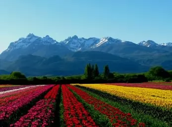 Paquete - CAMPO DE TULIPANES EN ESQUEL Y PARQUE NAC. LOS ALERCES  -  Circuito  -  Grupal A/C (Setil)