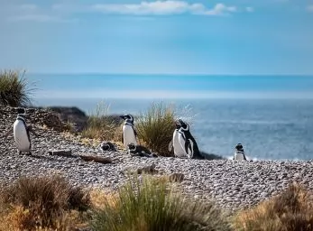 Paquete - BALLENAS, PINGUINOS y GRUTAS (W)