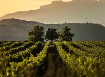 Paquete - ENCANTOS DE LA RIOJA y sus Bodegas con Portugal y Madrid  -  Salida Grupal A/C (P)