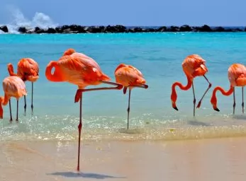 Paquete - ARUBA  -  Semana Santa (TKT)
