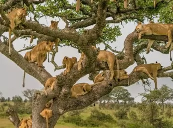Paquete - TANZANIA & AMBOSELI  **PROMO con AEREOS**  (C)