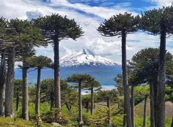Paquete - RUTA DEL PEHUEN (W)