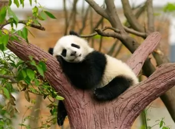 Paquete - CHINA: Encuentro con los Osos Panda  -  Salida Grupal A/C (Babel) 